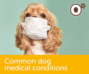 Common Dog Medical Conditions