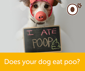 Does Your Dog Eat Poo?