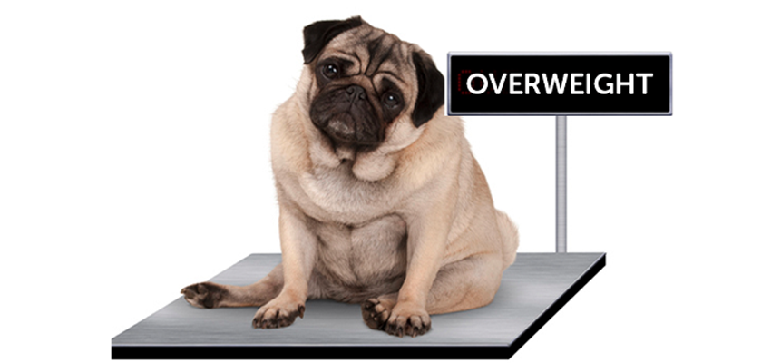 Is Your dog overweight and how to tackle it