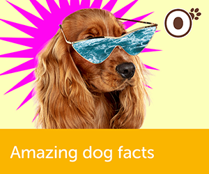 Some Amazing Facts on Dogs