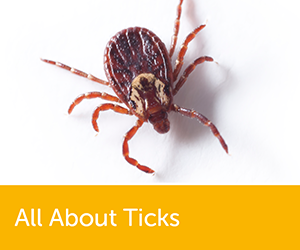 Ticks - Everything you need to know.
