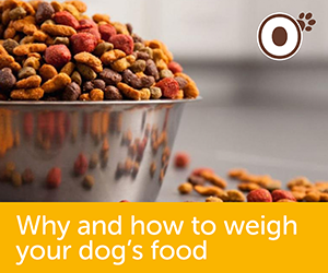 Why and how to weigh your dogs food