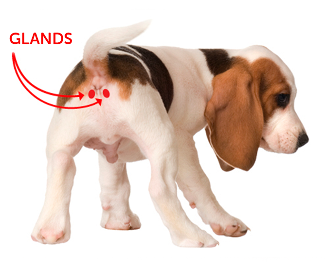what do dog glands smell like