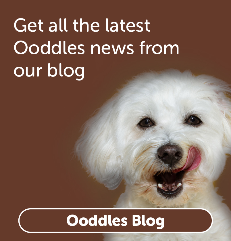 Ooddles Blog