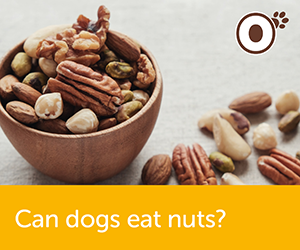 Can Dogs Eat Nuts?