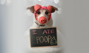 Does Your Dog Eat Poo?
