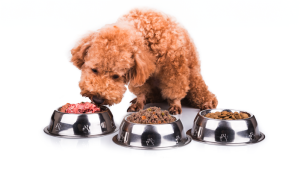 Dry, Wet, Raw - Which way is best to feed your dog?