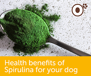 Health benefits of Spirulina for your dog
