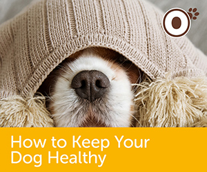 How to Keep Your Dog Healthy
