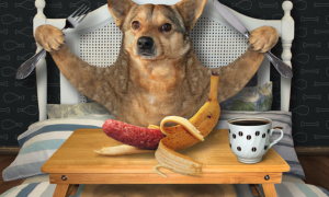 Is Your Dog A Fussy Eater