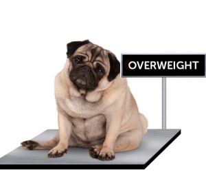 Is Your dog overweight and how to tackle it
