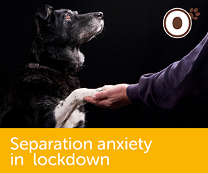 Separation anxiety & lockdown!